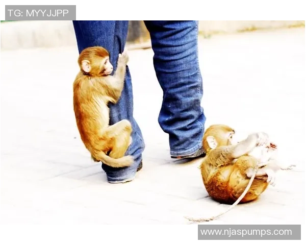 足球球星遛猴引关注 网友热议他与宠物猴的奇特互动